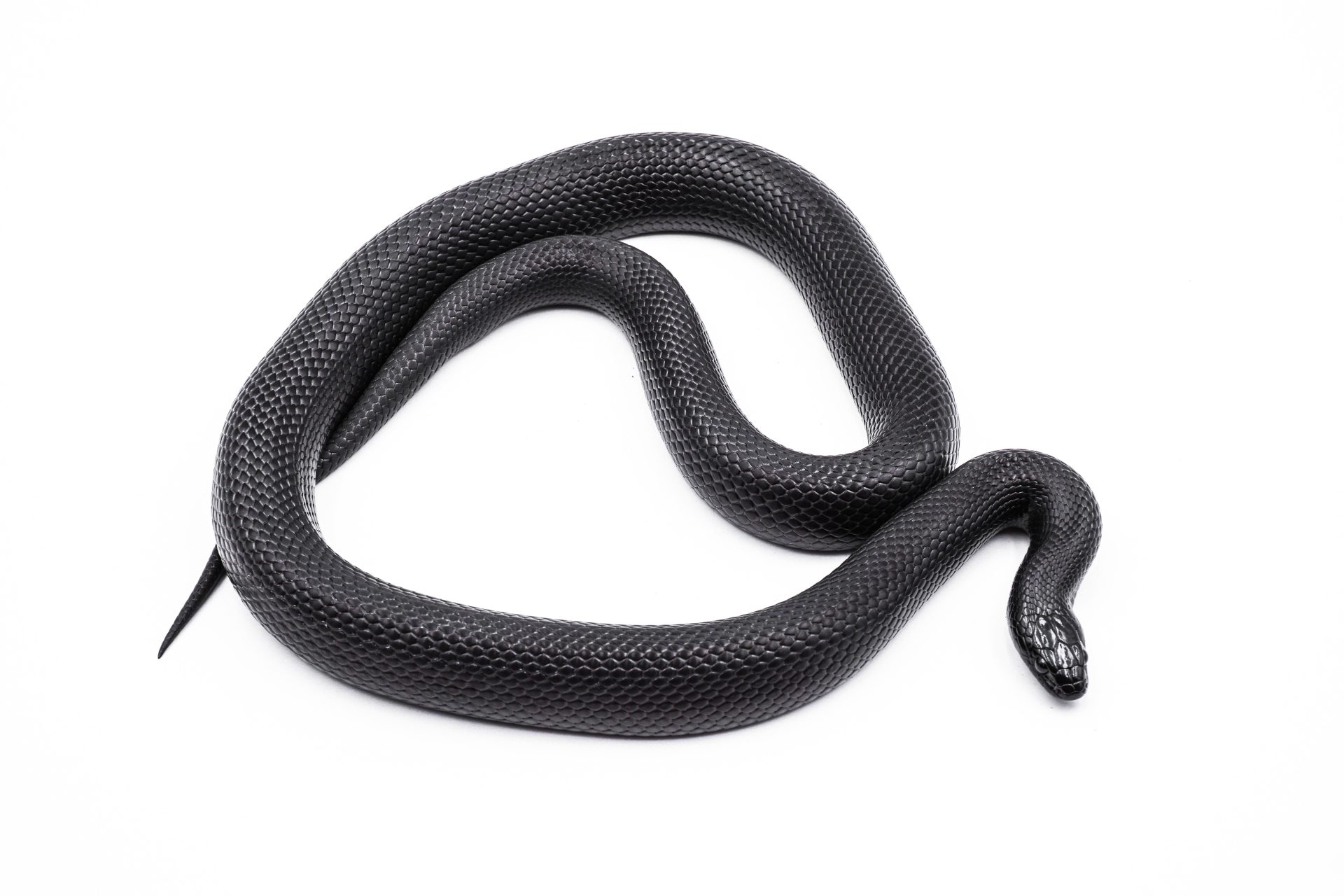 Serpent roi noir du Mexique